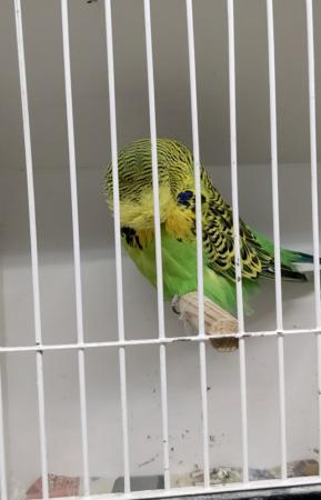 Image 4 of Adult male exhibition budgies for sale