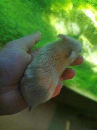 Image 4 of Baby syrian hamster long haired and short haired