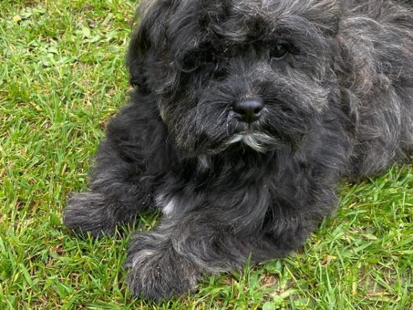Image 8 of CUTE AND CUDDLY SHIHPOO PUPPIES