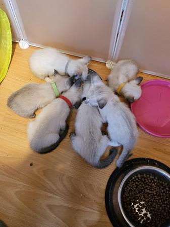 Image 5 of Exceptionally beautiful and silky soft GCCF siamese kittens