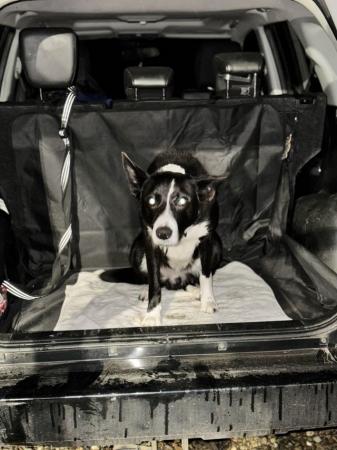 Image 5 of 3.5 year old ISDA pure bred border collie FOR SALE
