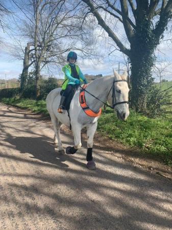 Image 3 of 16.2hh grey ID gelding for part loan/share