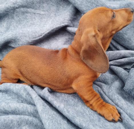 Image 15 of Kc registered smooth haired miniature dachshund puppies
