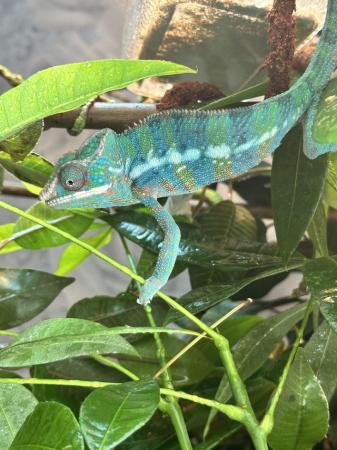 Image 5 of Young male blue panther chameleon