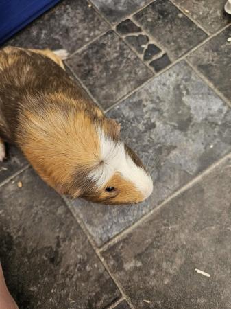 Image 2 of 2 x male guinea pigs and cages
