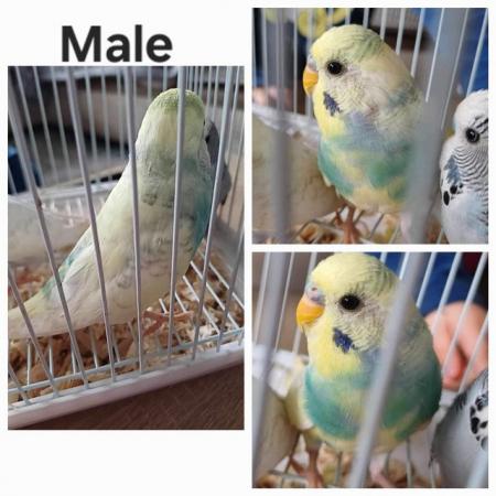 Image 3 of Two young male budgies looking