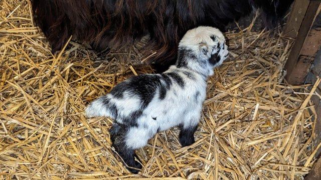 Image 2 of Beautiful pedigree pygmy goats for sale .
