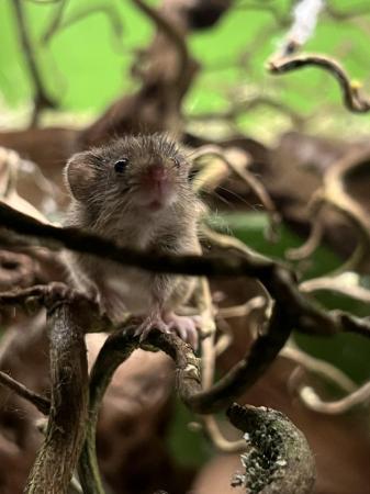 Image 4 of Harvest mice males - Hertfordshire