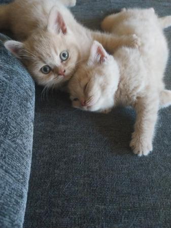 Image 8 of Pedigree Cream British Shorthair Kittens