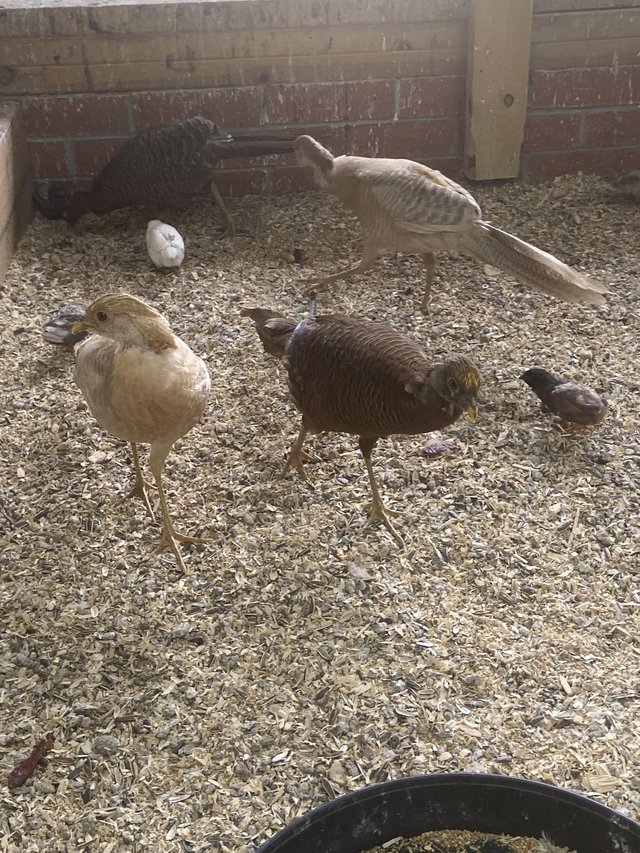 Golden Pheasants Aviary Breed — photo 4 of 4