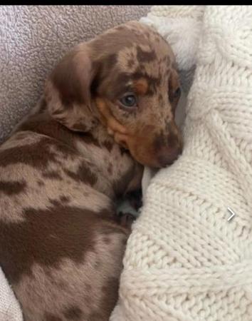 Image 13 of Quality bred Miniature Dachshunds 2 boys for sale.