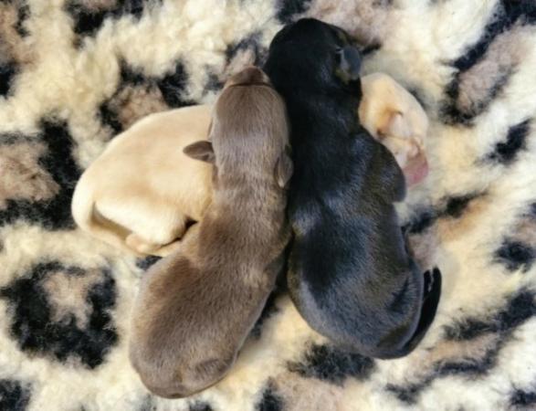 Image 3 of *Top Quality* Extensively Health Tested KC Labrador Puppies