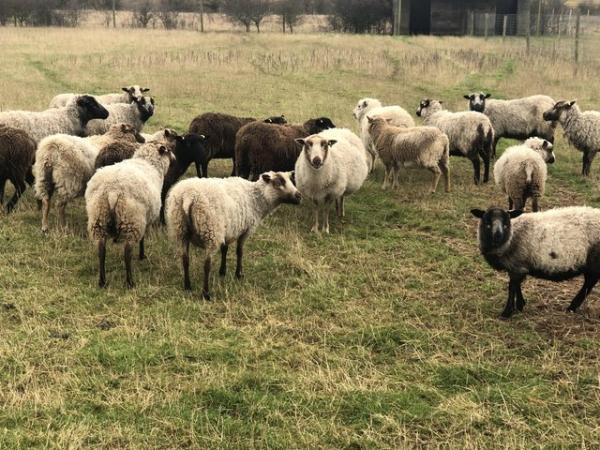 Image 1 of 10 Registered Shetland Ewes Available