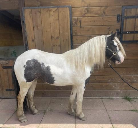 Image 1 of Cob mare 4 years old 12hh stoke on trent