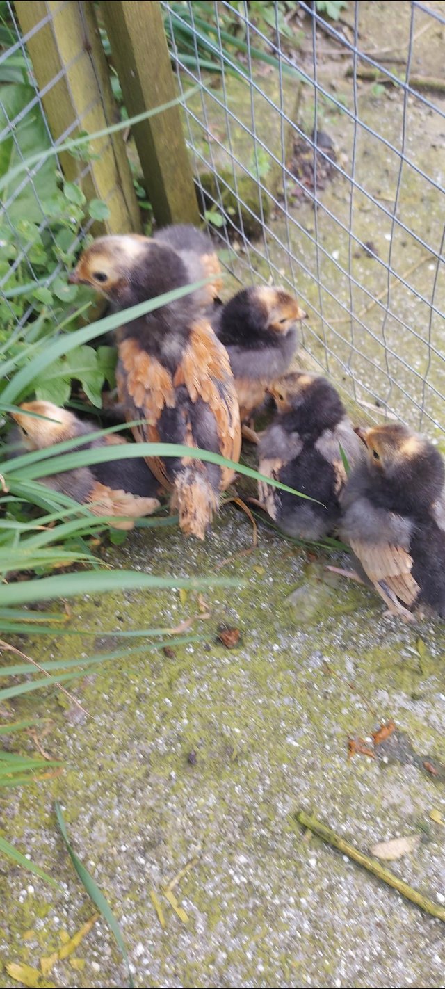 Preview of the first image of vorwerk chicks unsexed large fowl.