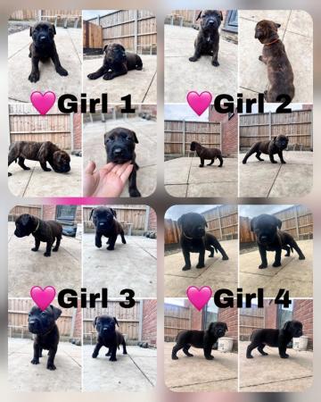 Image 1 of Presa weiler puppies for sale