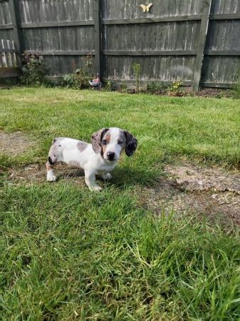 Image 1 of Miniature dachshunds boys available
