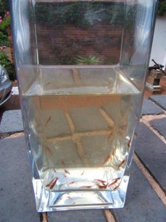 Image 2 of Home grown Cherry shrimp for aquarium