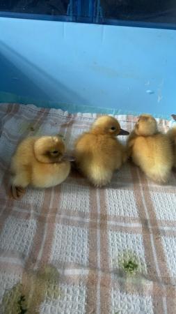 Image 2 of Day Old Welsh Harlequin Ducklings