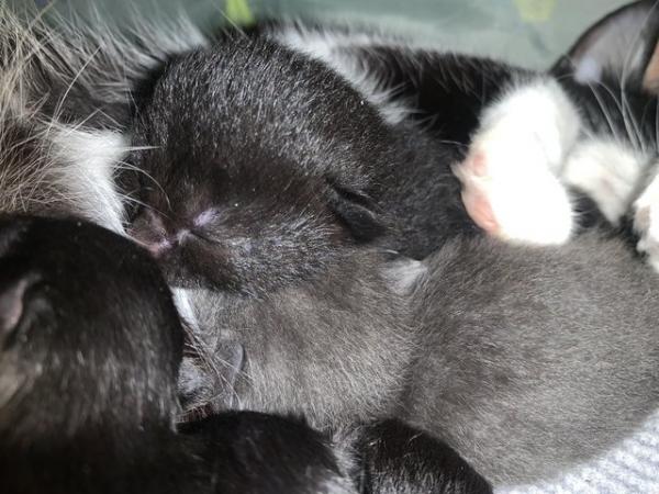 Image 2 of mixed main coon kittens