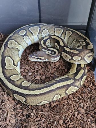 Image 4 of Cb22 royal pythons future breeding pair