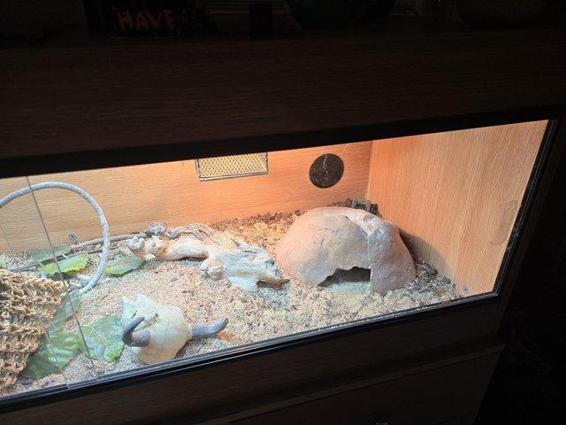Preview of the first image of Hypo citrus bearded dragon with enclosure and substrate.