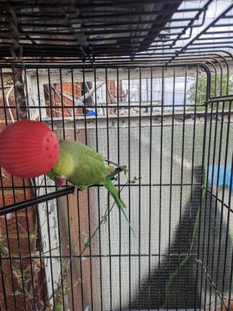 Image 6 of Indian Ringneck beautiful female parrot ! available for Sale