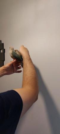 Image 7 of Handreared Tamed lovely Conures