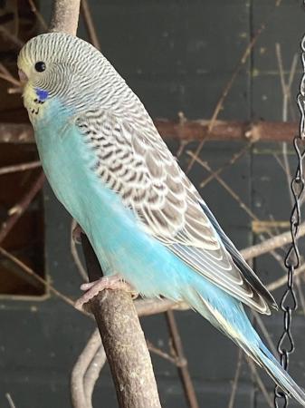 Image 6 of BEAUTIFUL BABY BUDGIES FOR SALE