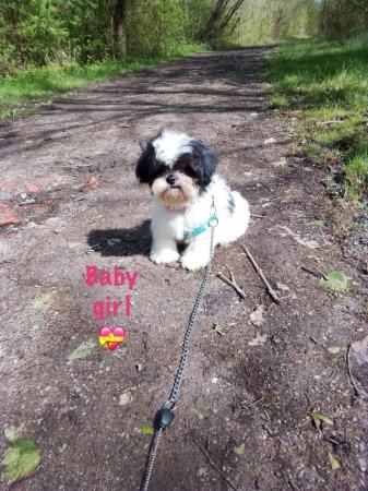 Image 5 of Shih Tzu girl fully vaccinated ready now