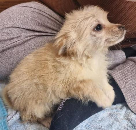 Image 13 of 2x Male Pomchi Puppies for Sale!