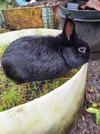Image 1 of Young Netherland dwarf buck for sale £30