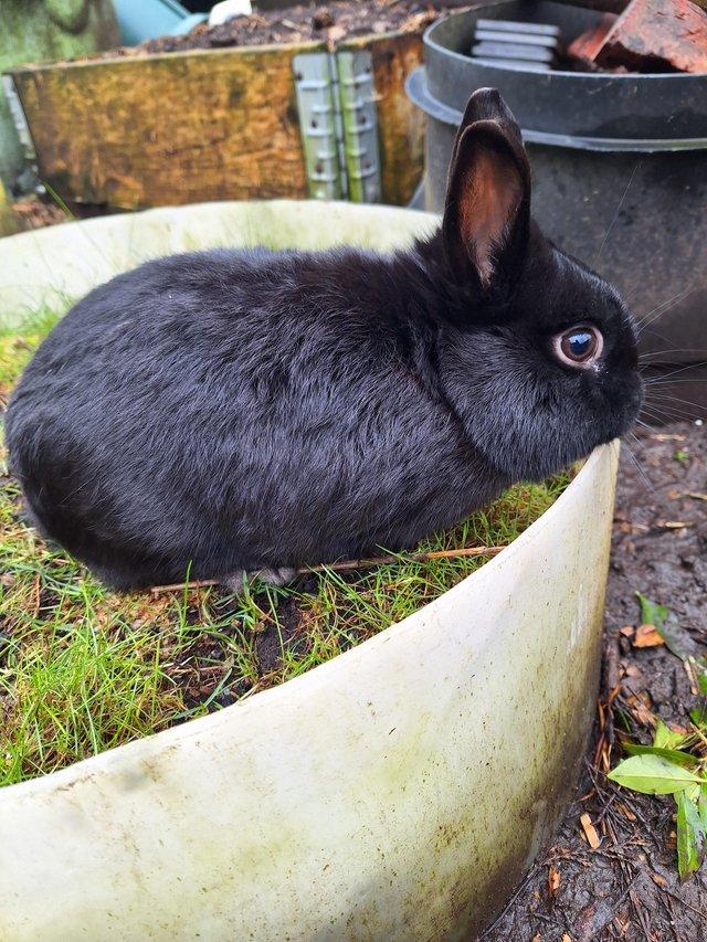 Preview of the first image of Young Netherland dwarf buck for sale £30.