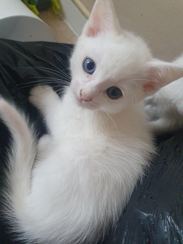 Preview of the first image of White male kitten, rare eyes.