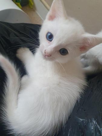 Image 1 of White male kitten, rare eyes