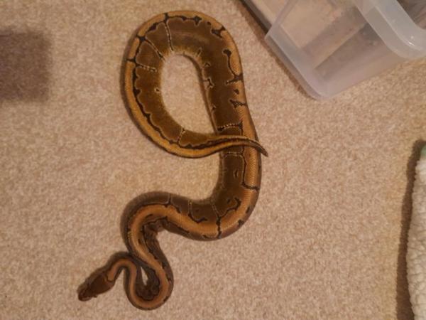 Image 3 of Pinstripe ball / royal python male