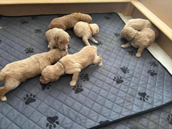 Image 9 of F1B Goldendoodle Puppies *Viewings Now*