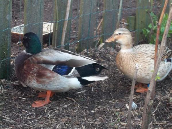 Image 9 of QUALITY CALL DUCK HATCHING EGGS AVAILABLE £3 EACH