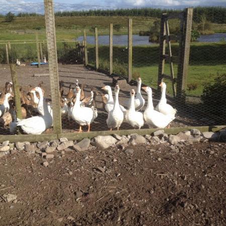 Image 1 of Embden Geese and ganders