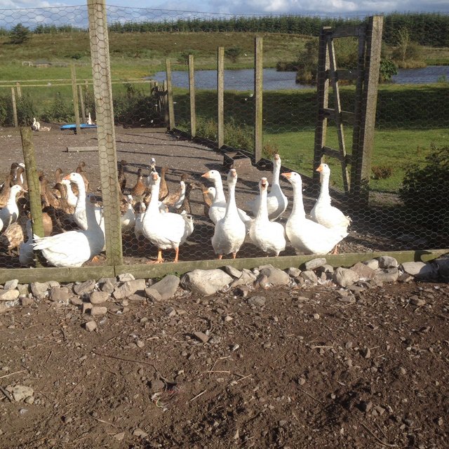 Preview of the first image of Embden Geese and ganders.