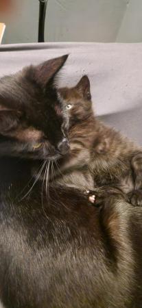 Image 8 of 2 kittens for sale. Mixed breed male and female