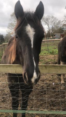 Image 1 of 12.2hhreg New Forest 2 year old gelding for loan