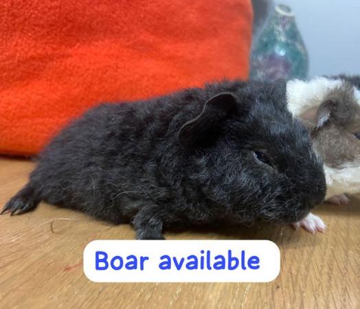 Image 3 of Baby teddy Guinea pigs! Selfs, choc and Black