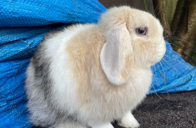 Image 5 of MINI LOPS RABBITS FOR SALE