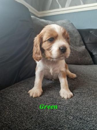 Image 3 of Cavalier king charles spaniel puppies