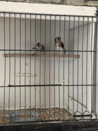 Image 2 of Two lovely finches . We have here