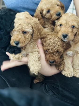 Image 1 of Red, apricot and black cockapoo pups (2 female / 3 male left