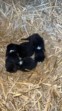 Image 5 of about 1 week old farm kittens