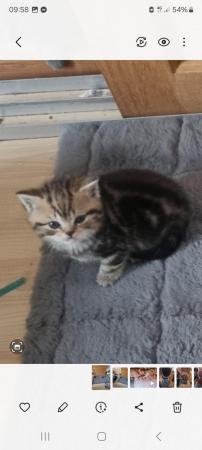 Image 13 of Full British short-haired kittens
