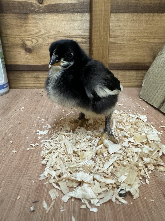 Preview of the first image of French copper maran chicks.